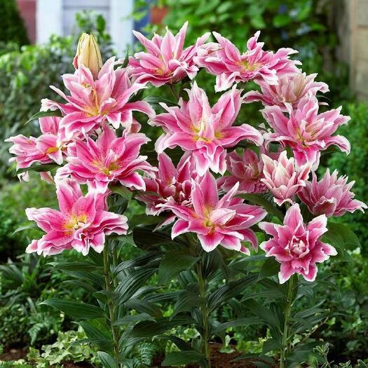 沭阳县 5颗香水百合种球带芽香水百合花盆栽大种球重瓣种子四季开花
