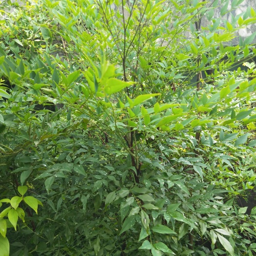 巴东县 湖北恩施南天竹桩盆景素材