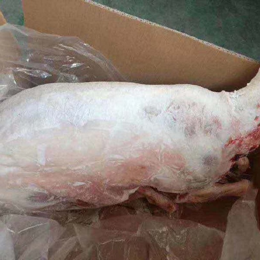 定州市绵羊  羊腔