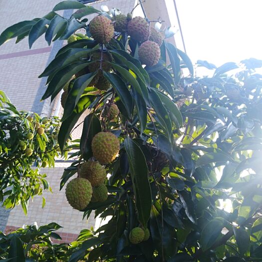 广州 从化荔枝