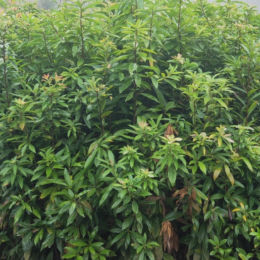 清流县木荷苗  木荷袋苗