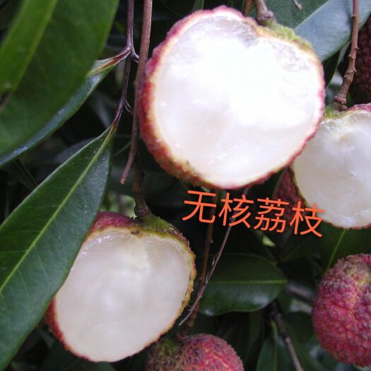 灵山县 无核荔枝苗，可带叶子发货
