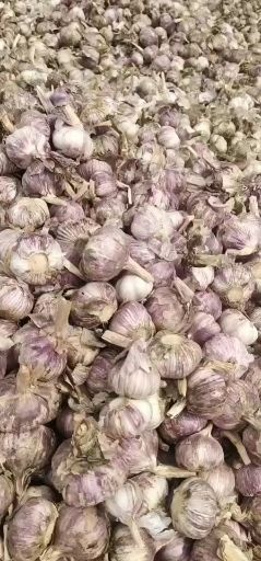 聊城红皮蒜  紫皮大蒜