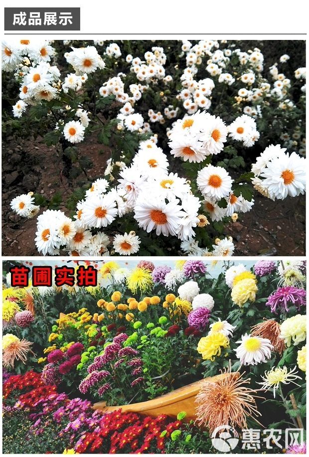  菊花苗菊花盆栽四季开花杭州白菊金丝皇菊花花卉室内室外观花植物