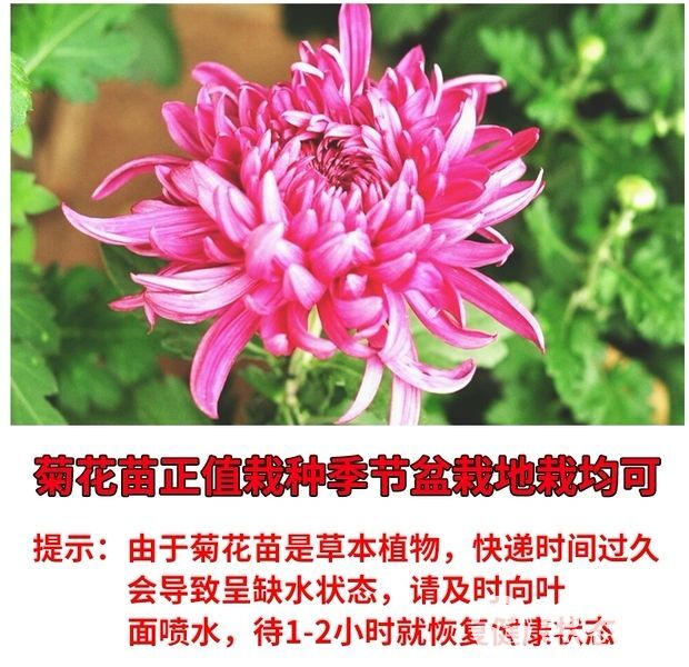  菊花苗菊花盆栽四季开花杭州白菊金丝皇菊花花卉室内室外观花植物