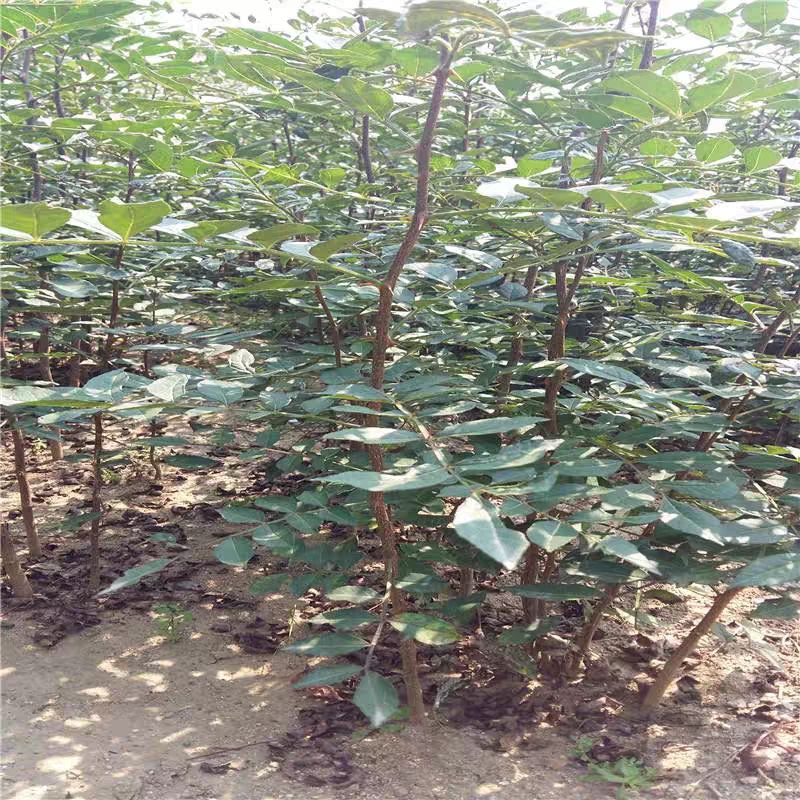 花椒树苗大红袍花椒苗四川食用麻椒苗盆栽地栽