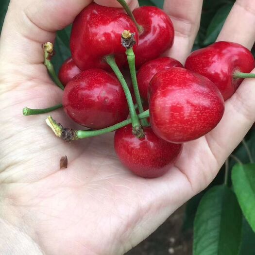 大连 大连大樱桃  沙蜜豆 现摘现发 顺丰