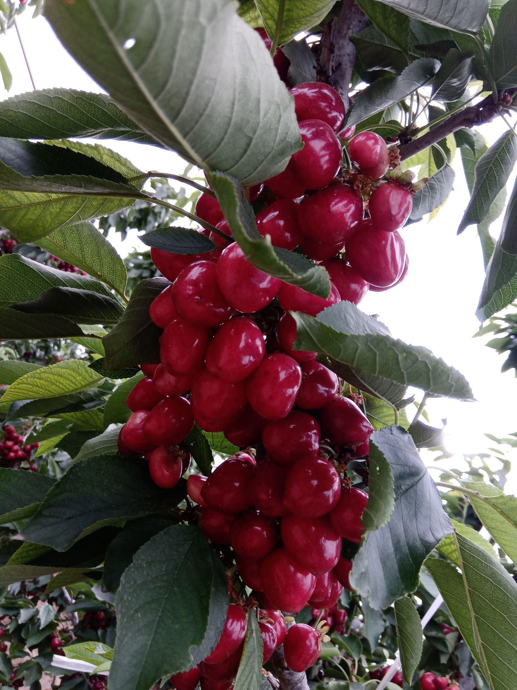 萨米脱樱桃  萨米托