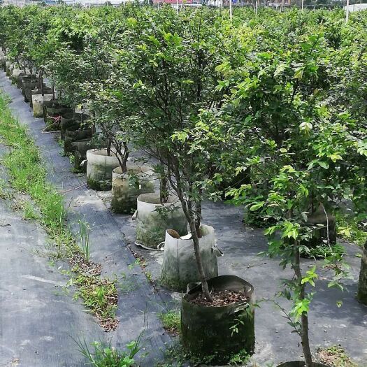 吴川市四季嘉宝果 十年沙巴老树