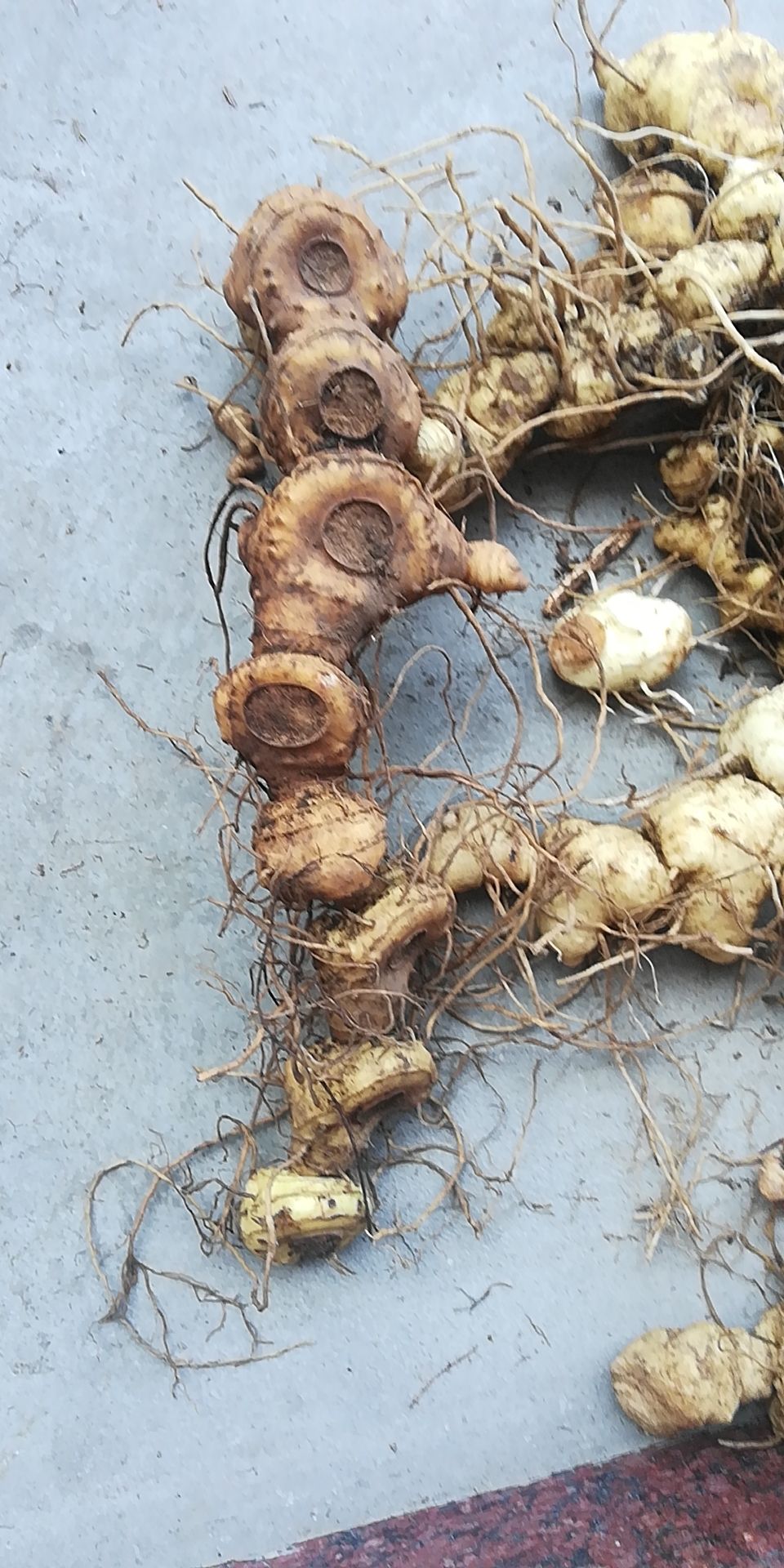 甜黄精  天然黄精真空包装！现挖现发去根货！