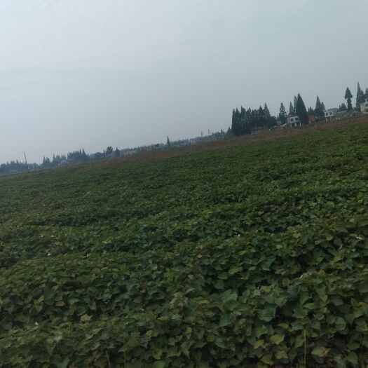 安乡县红茎鱼腥草 药食两用清热降火，有很好的润肺作用，纯绿色打造。