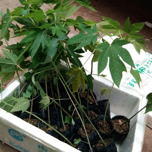 灵山县红心木瓜苗 红肉水果木瓜，自带营养杯，根系发达，容易种植，产量高
