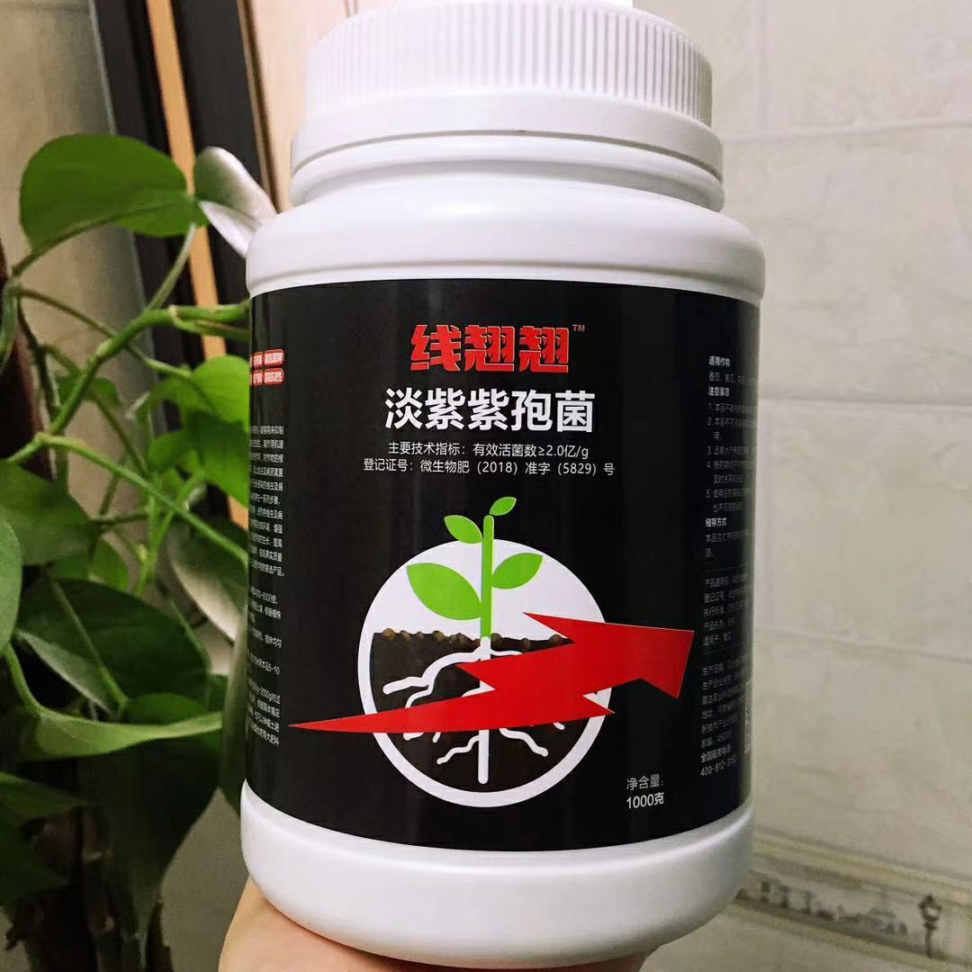 冲施肥 线翘翘淡紫紫孢菌，线虫的克星