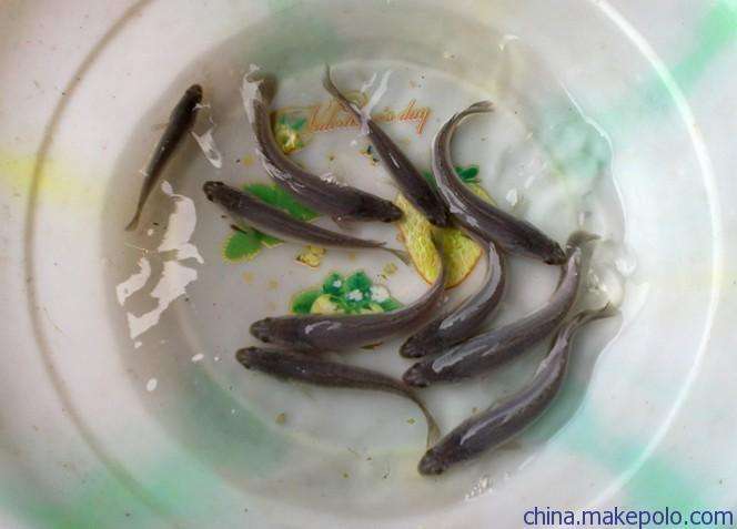 重庆市白乌鱼苗 成活率高，生长速度快