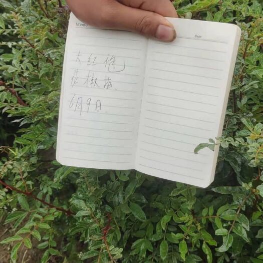 陇南红花椒苗