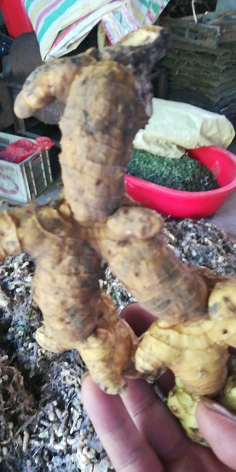 甜黄精  天然黄精真空包装！现挖现发去根货！