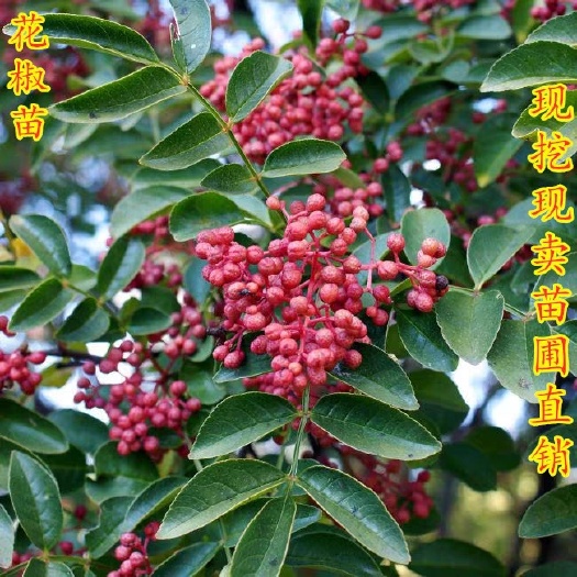 平邑县花椒树苗大红袍花椒苗四川食用麻椒苗盆栽地栽无刺高产种当年结