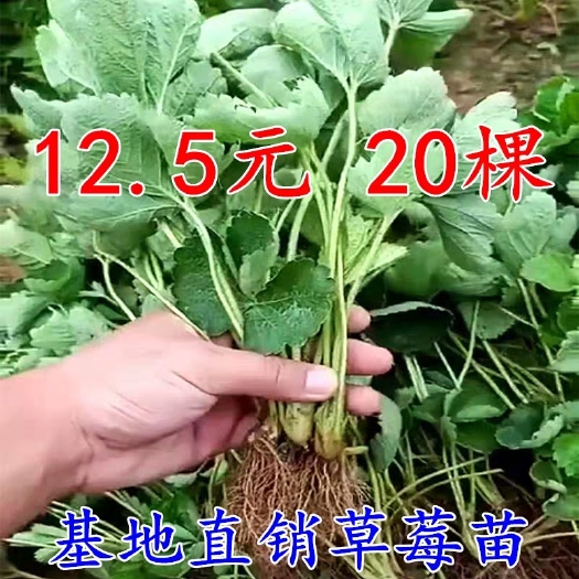  四季草莓苗盆栽带土 南北方种植当年结果食用牛奶草莓秧阳台带盆