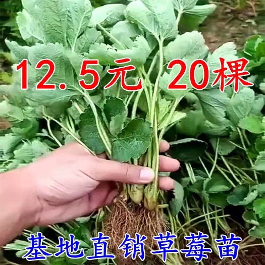 沭阳县 四季草莓苗盆栽带土 南北方种植当年结果食用牛奶草莓秧阳台带盆