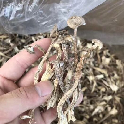 佛山 足干鹿茸菇