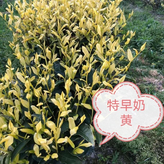 奶白茶树苗  特早奶白，水晶白，龙井黄，特早奶黄，极白等各种新品种