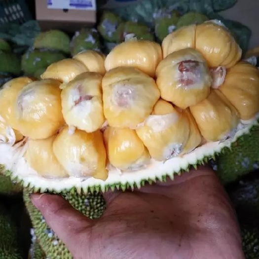 凭祥市【优惠包邮】泰国榴莲蜜榴莲香味扑鼻菠萝蜜与榴莲的混合体