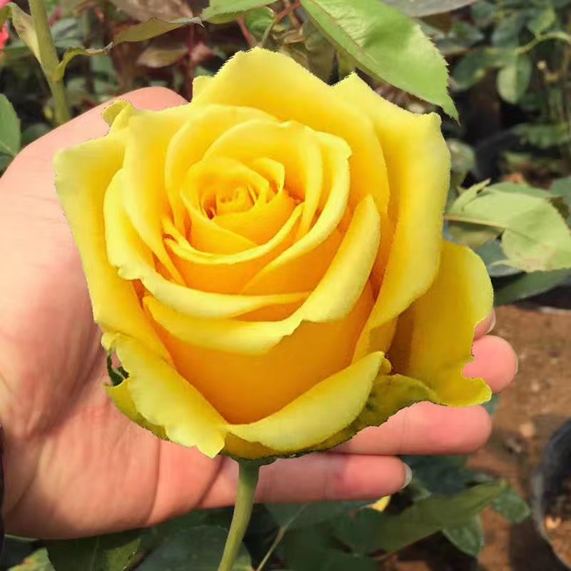 玫瑰切花 金枝玉叶