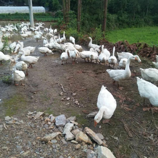 贵定县 散养三花大白鹅