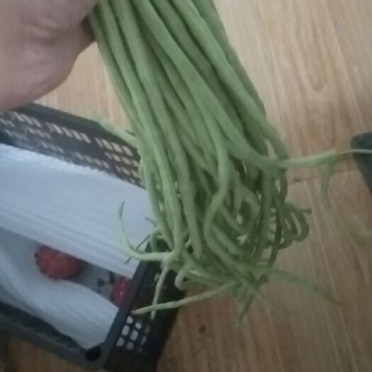蠡县价格美丽长豇豆角  大量供应加工厂