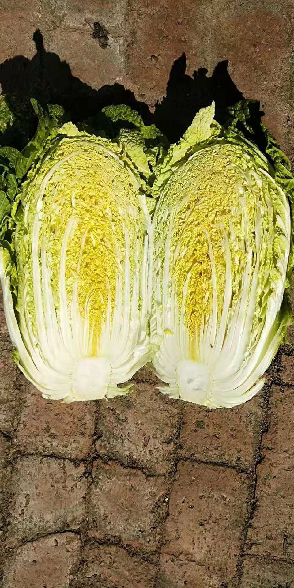 黄心大白菜  黄心白菜，白菜，白菜，白菜，白菜。