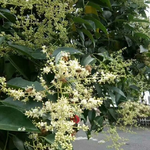 万安县百花蜜 货真价实