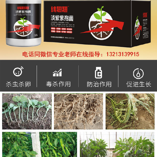 郑州冲施肥 线翘翘淡紫紫孢菌，线虫的克星