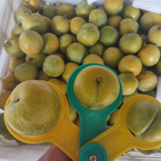 镇宁县 最出名的贵州镇宁六马蜂糖李上市了，蜂糖李香脆可口，白吃不厌、