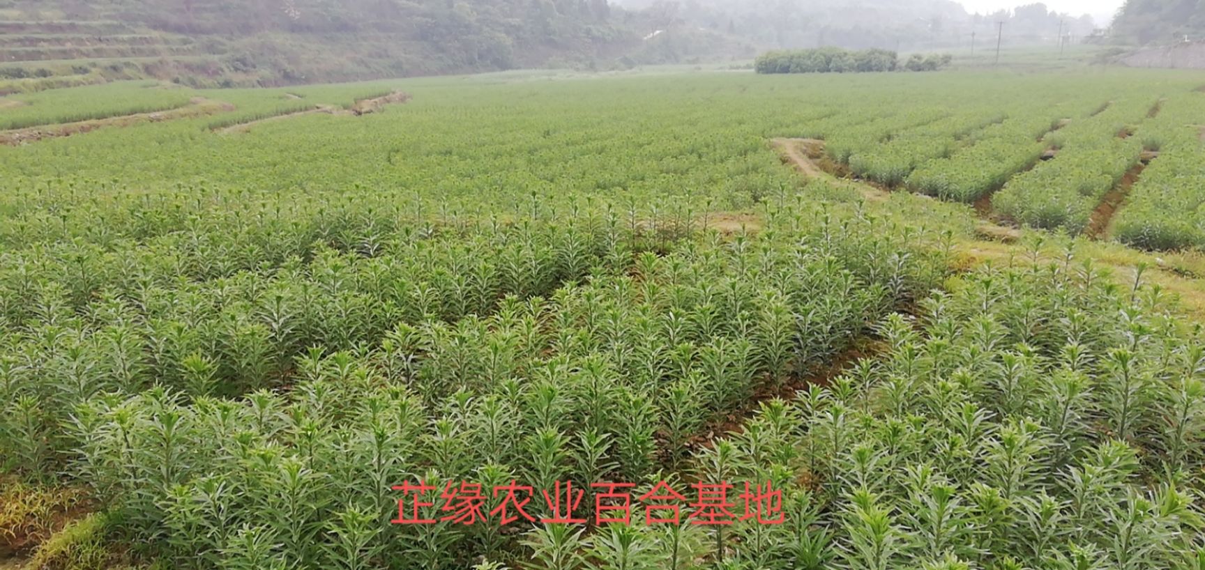 龙牙百合 3cm-5cm
