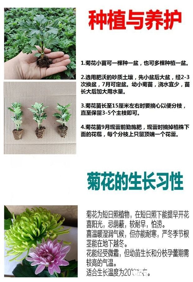  菊花苗菊花盆栽四季开花杭州白菊金丝皇菊花花卉室内室外观花植物