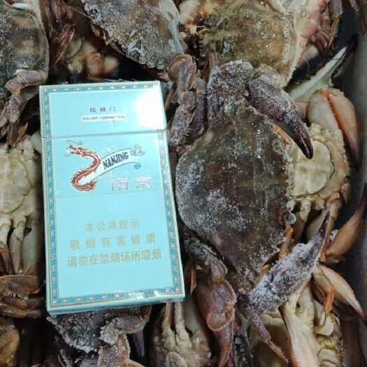东港市 东港本地花盖蟹，活体，全母，货源充足