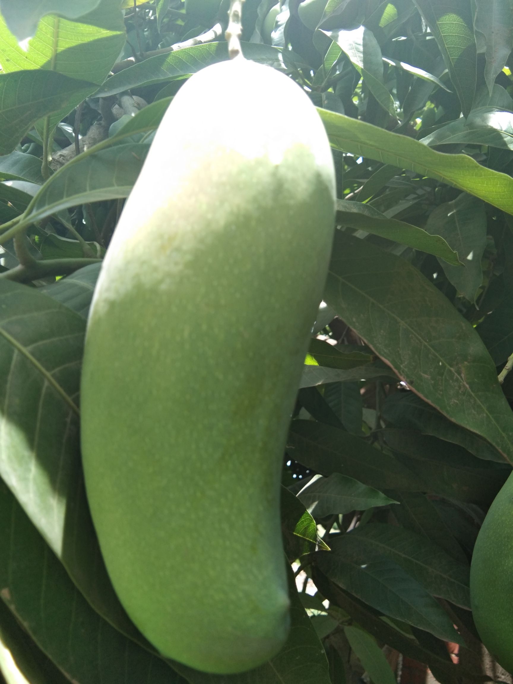 生芒果 绿色水果