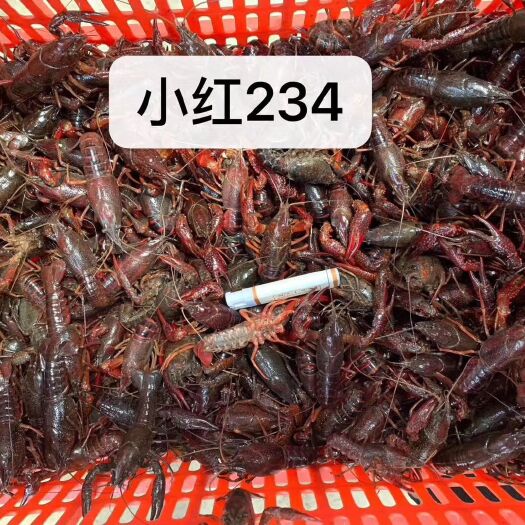 潜江市监利小龙虾 小红