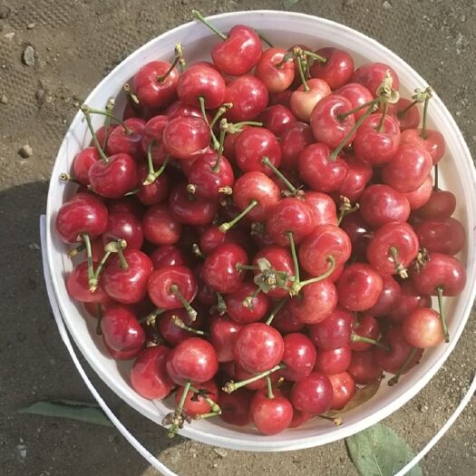 大连 自己家的樱桃园，纯绿色食品，香甜可口