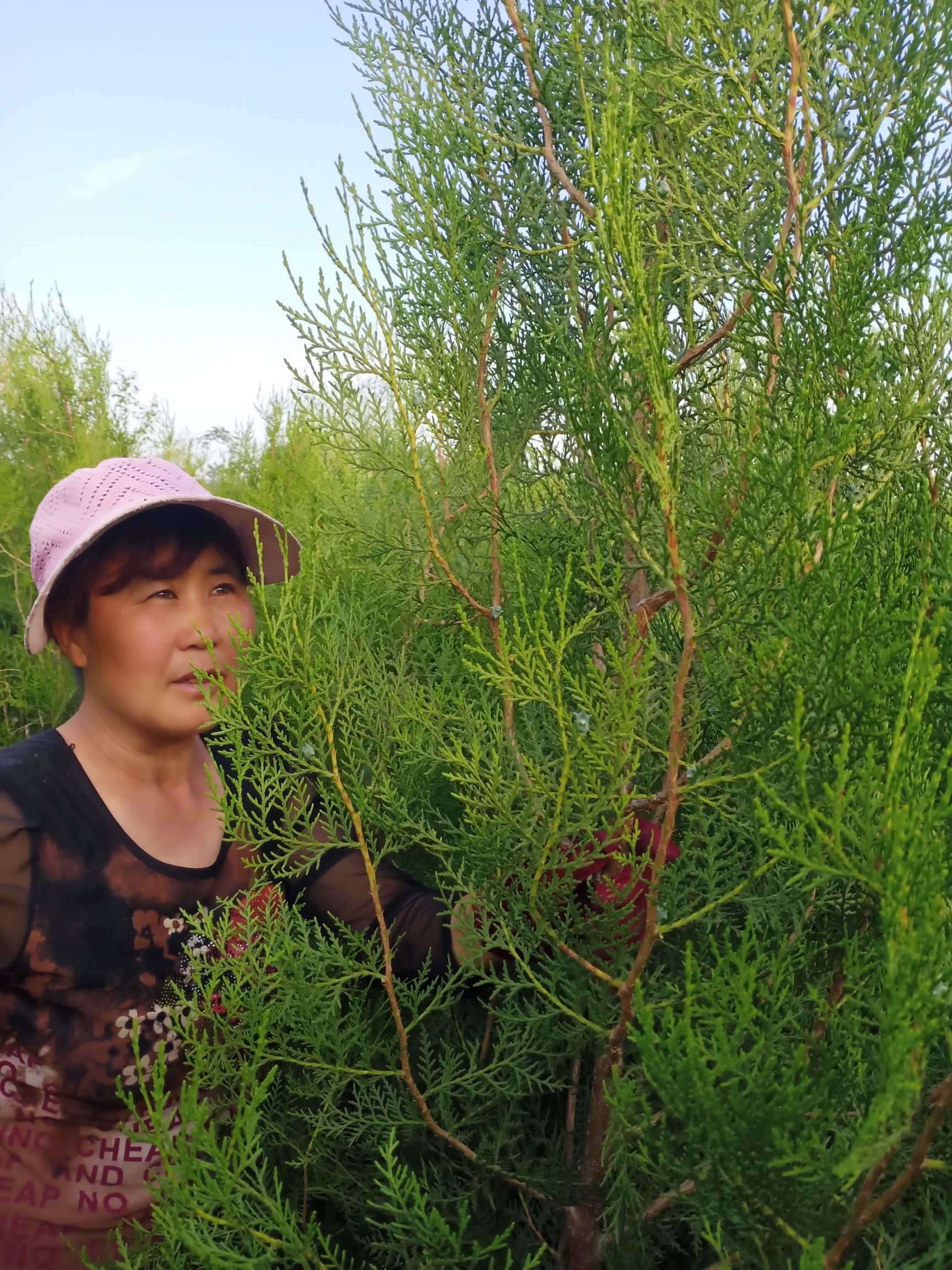 窄冠侧柏 侧拍