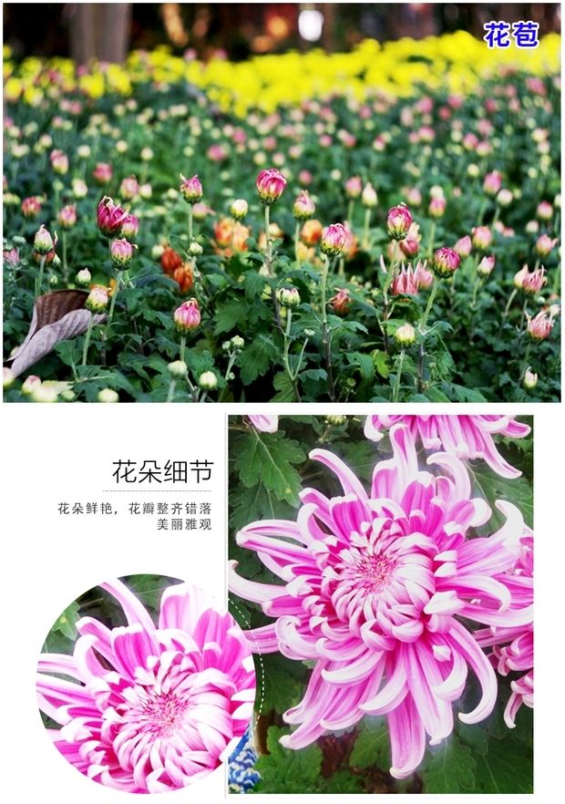  菊花苗菊花盆栽四季开花杭州白菊金丝皇菊花花卉室内室外观花植物