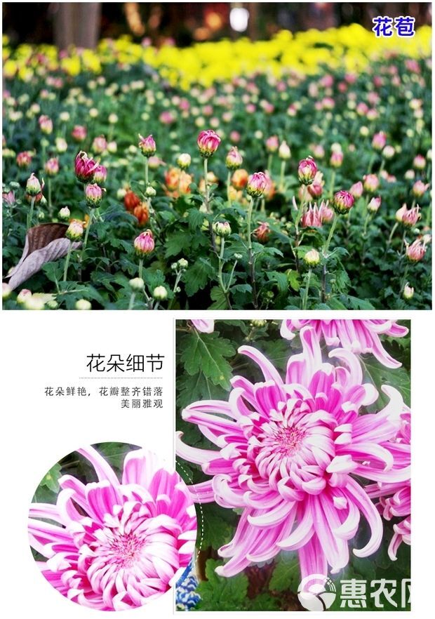  菊花苗菊花盆栽四季开花杭州白菊金丝皇菊花花卉室内室外观花植物