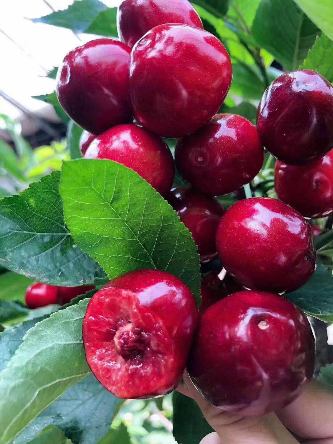  樱桃美早，沙蜜托，佳红，俄8，等品种