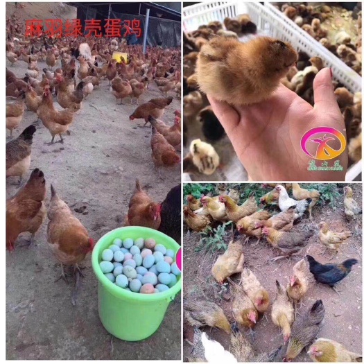 广州麻羽乌鸡苗 麻羽绿壳蛋鸡