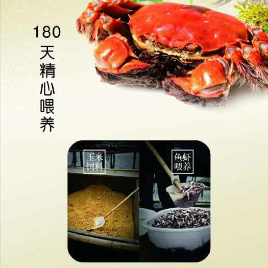 西安 预售阳澄湖镇大闸蟹