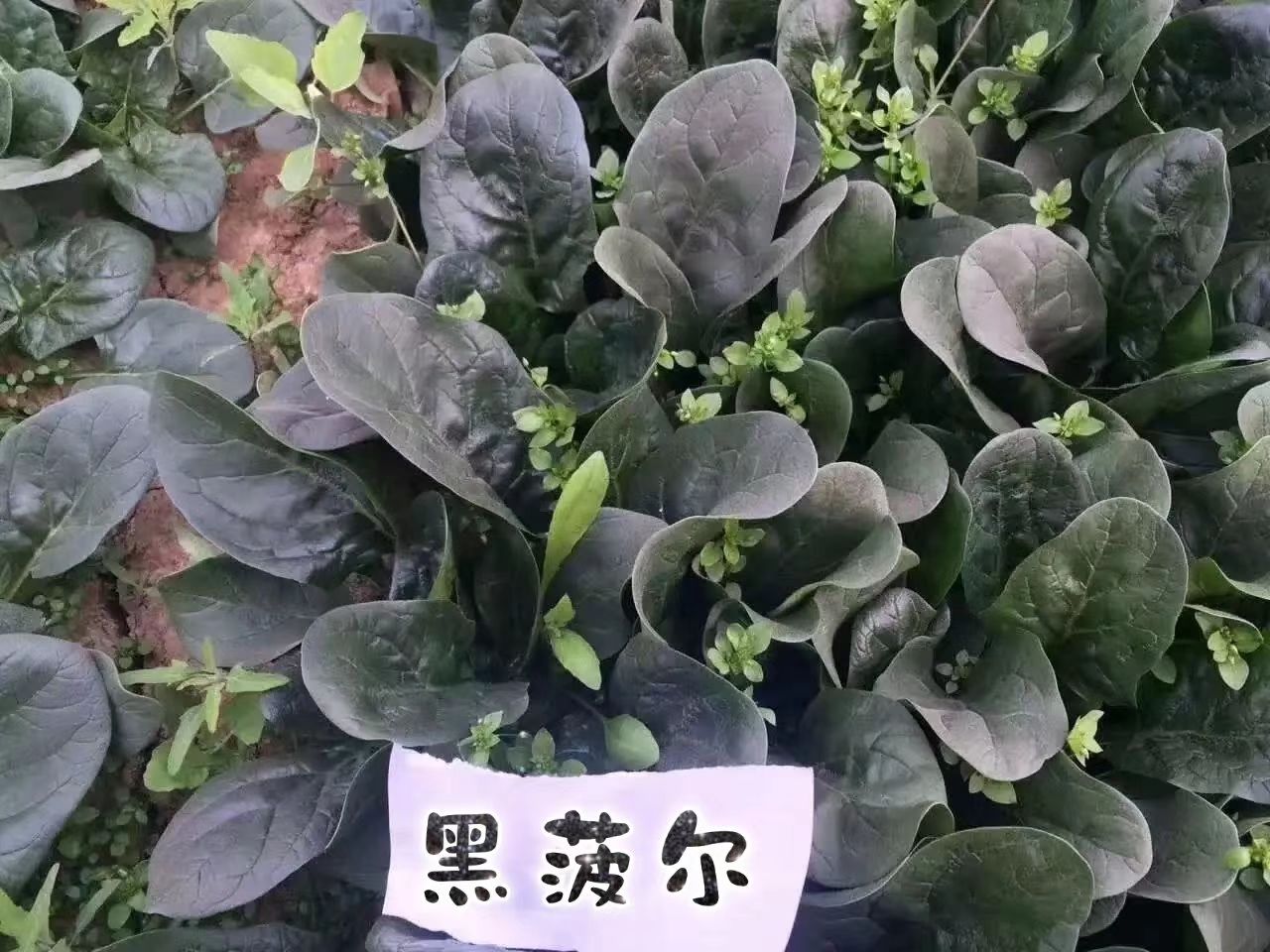 黑圆大叶菠菜种子 黑优亮菠菜品种子~半圆叶片厚叶色黑绿有