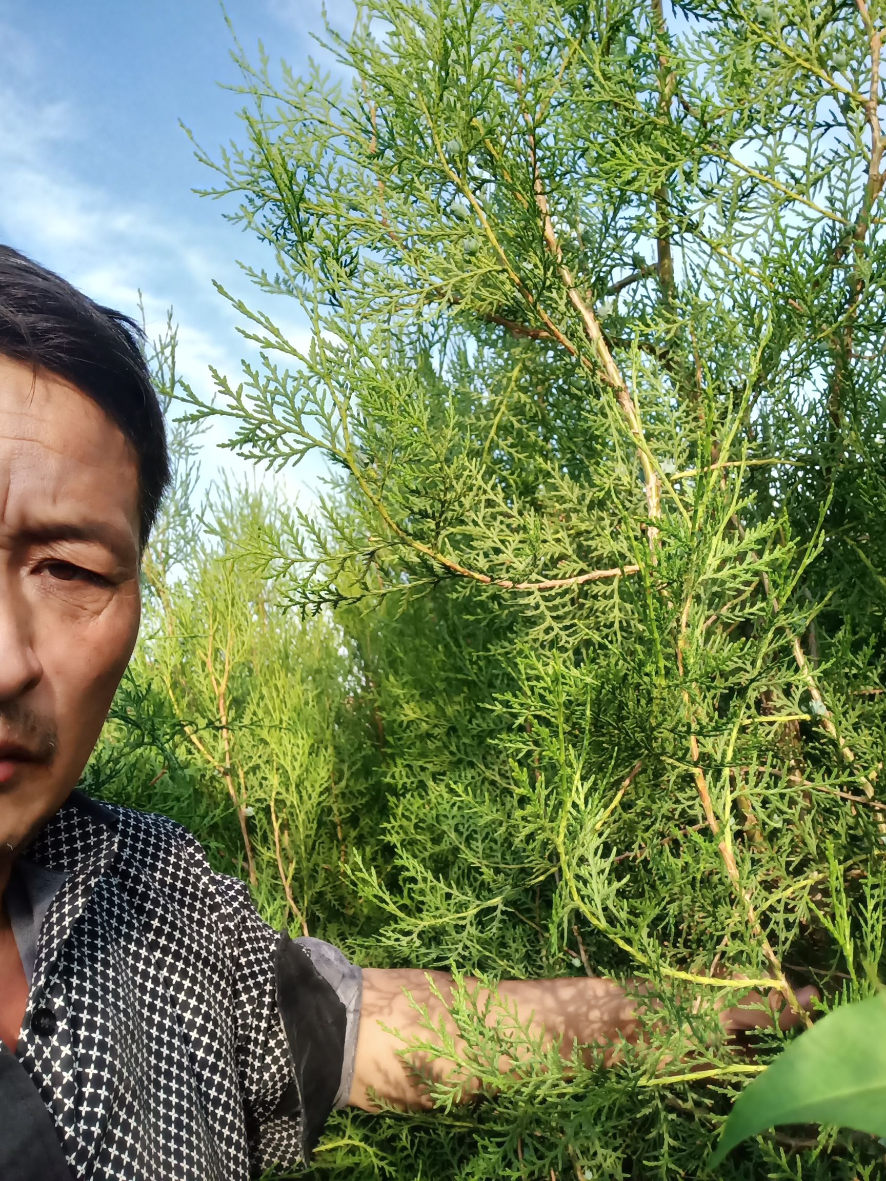 窄冠侧柏 侧拍
