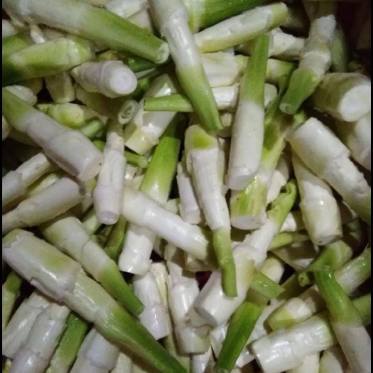 平塘县 优质茭白，自种千亩