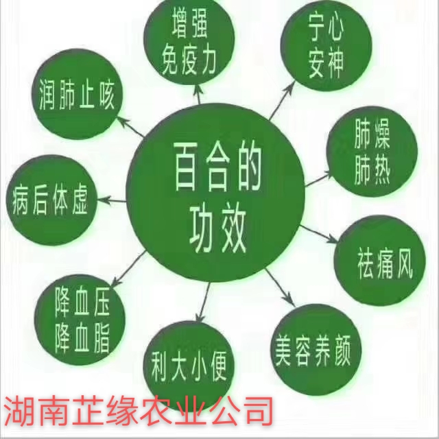 龙牙百合 3cm-5cm