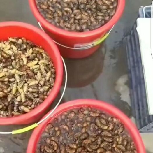 寿县金蝉 量大可以送货上门，鲜货夜货提前说明。